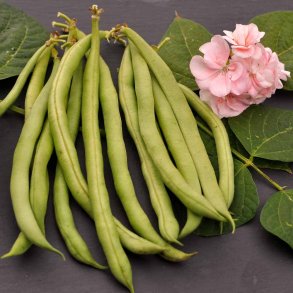 B�nner fr�. Maxi. Phaseolus vulgaris. Buskb�nner. Ca. 120 �kologiske fr�.