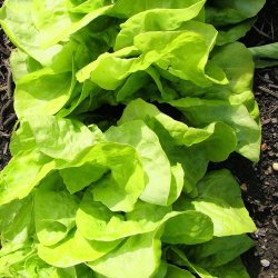 Salat fr�. May Queen. Lactuca sativa. Ca. 950 �kologiske fr�.