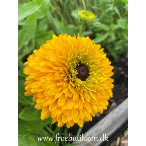 Solhat. Maya. Rudbeckia hirta. Fr