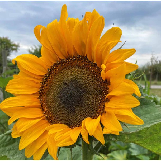 Solsikker. Maya. Helianthus annuus. Fr