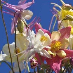 Akelejer fr�. McKana Giants. Aquilegia x hybrida. Ca. 530 Fr�.