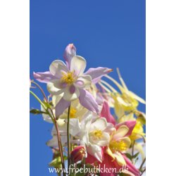 Akelejer. McKana Giants. Aquilegia x hybrida. Fr.