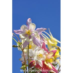 Akelejer. McKana Giants. Aquilegia x hybrida. Fr.