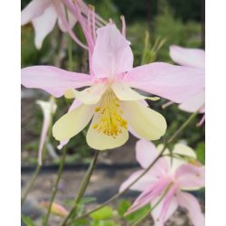 Akelejer. McKana Giants. Aquilegia x hybrida. Fr.