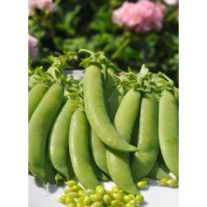 rter. Mechelse Krombek. Pisum sativum. Fr.