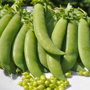 �rter fr�. Mechelse Krombek. Pisum sativum. Ca. 350 Fr�.