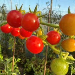 Tomat fr�. Sweetie. Solanum lycopersicum. Ca. 50 �kologiske fr�