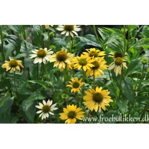 Havepurpursolhat. Echinacea purpurea. Mellow yellows. Fr