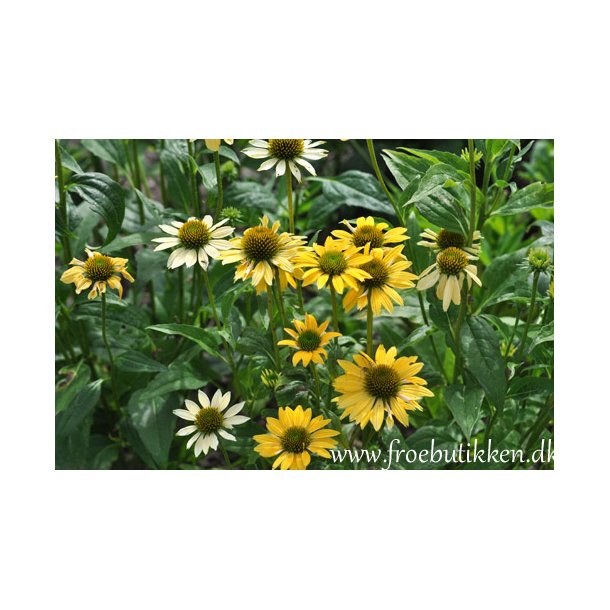 Havepurpursolhat. Echinacea purpurea. Mellow yellows. Fr