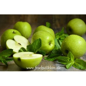 Mynte. Mentha rotundifolia. ble. Fr