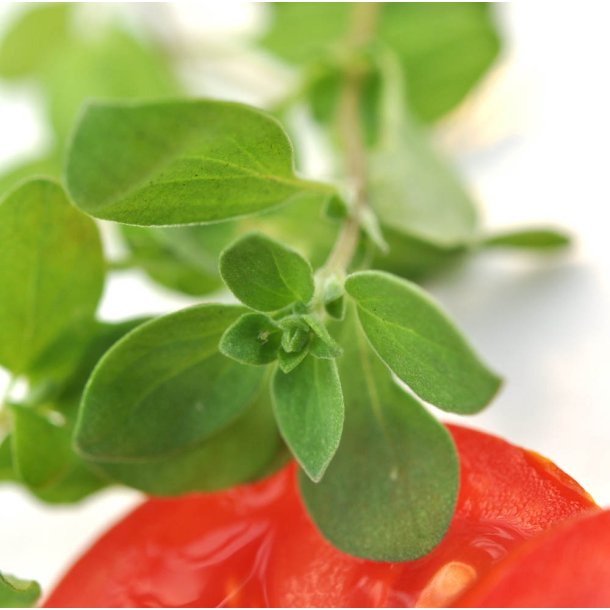 Merian. Origanum marjorana. Fr.