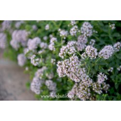 Merian. Origanum marjorana. Fr.