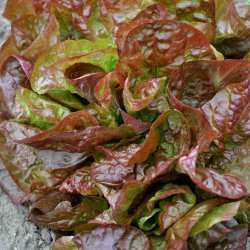 Salat fr�. Marvel of the 4 seasons. Lactuca sativa. Ca. 900 �kologiske fr�