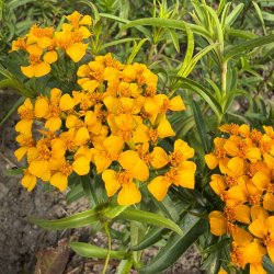 Lakridstagetes fr�. Tagetes lucida. XL pose. Fr�