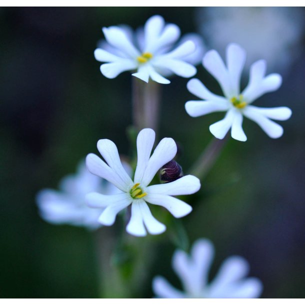 Floks. Midnight candy. Zaluzianskya capensis. Fr.
