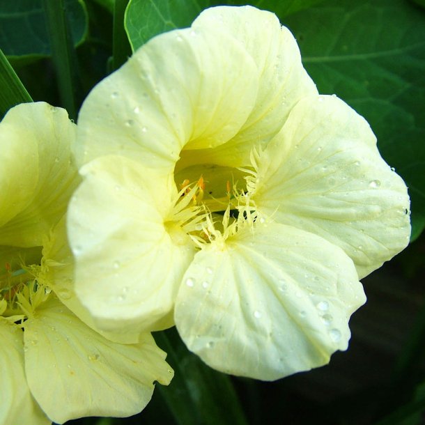 Blomsterkarse fr�. Milkmaid. Tropaeolum majus. Ca. 85 Fr�.