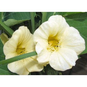 Blomsterkarse. Milkmaid Tropaeolum majus. Fr.