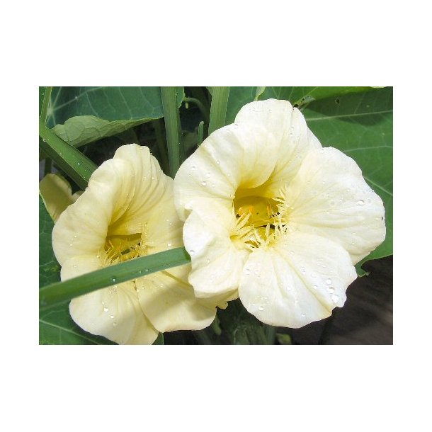 Blomsterkarse. Milkmaid. Tropaeolum majus. Fr.