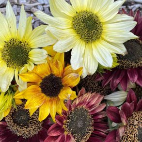 Solsikke fr�. Debilis mixed. Helianthus debilis. F1. Ca. 150 Fr�