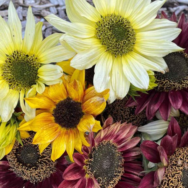 Solsikke fr�. Debilis mixed. Helianthus debilis. F1. Ca. 150 Fr�