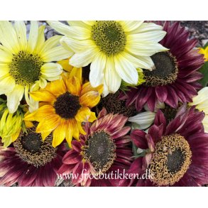 Solsikker. Helianthus debilis mix. F1. Fr