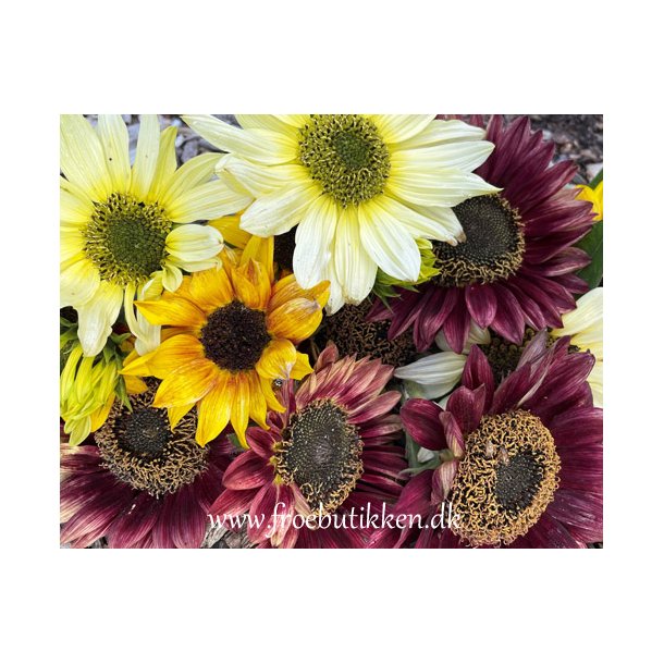 Solsikker. Helianthus debilis mix. F1. Fr