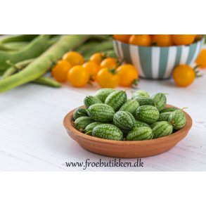 Miniagurk. Jungleagurk. Melothria scabra. Fr