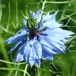 Jomfru i det gr�nne fr�. Nigella damascena. Miss Jekyll. Bl�. XL pose. Ca. 18000 Fr�.
