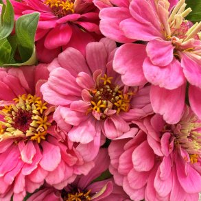 Fr�kenhat fr�. Dahlia flowered. Miss Willmott. Zinnia elegans. Ca. 180 fr�