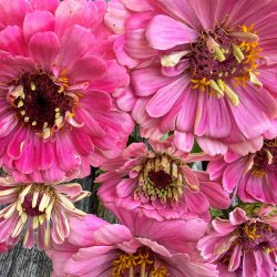 Fr�kenhat fr�. Dahlia flowered. Miss Willmott. Zinnia elegans. Ca. 180 fr�
