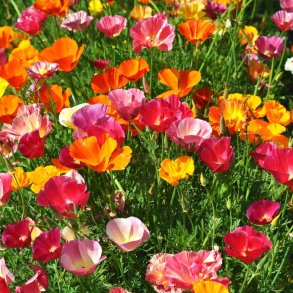Guldvalmuer fr�. Mission bells. Eschscholzia californica. XL pose. Ca. 31000 Fr�.