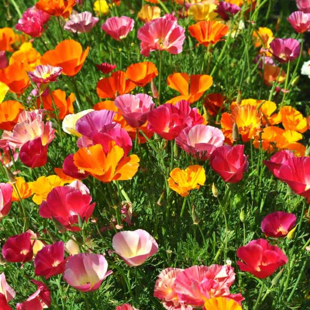 Guldvalmuer fr�. Mission bells. Eschscholzia californica. XL pose. Ca. 31000 Fr�.