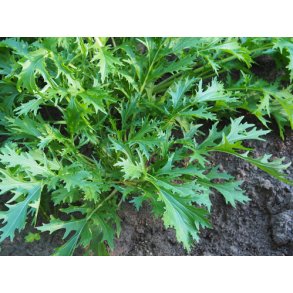 Mizuna. Brassica rapa. kologisk. Fr.