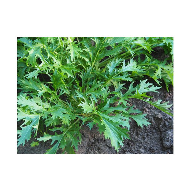 Mizuna. Brassica rapa. kologisk.ID1997-3758.  Fr.