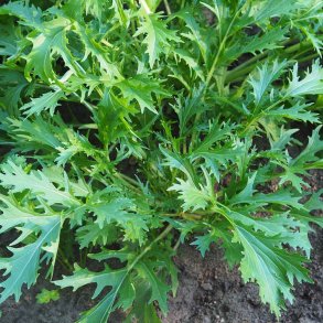 Mizuna fr�. Brassica rapa. Ca. 475 �kologiske fr�.