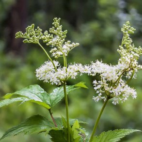 Mj�durt fr�. Fillipendula ulmaria. Ca. 440 Fr�