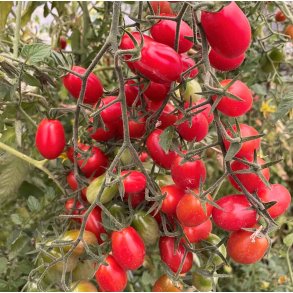 Tomat. Modus. Solanum lycopersicum. F1. Fr