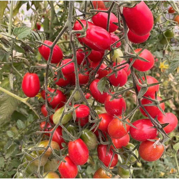 Tomat. Modus. Solanum lycopersicum. F1. Fr
