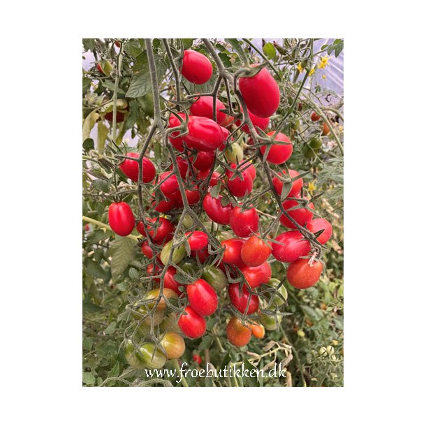 Tomat. Modus. Solanum lycopersicum. F1. Fr