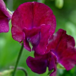 rteblomster fr. Lathyrus odoratus. Beaujolais. Ca. 65 Fr.