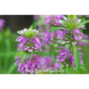 Mynte. Citront. Monarda citriodora. Fr.