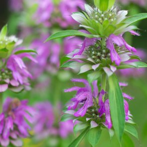Mynte fr�. Citront�. Monarda citriodora. Ca. 1650 Fr�.