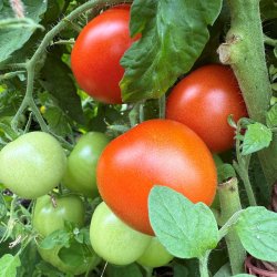 Tomat fr�. Moneymaker. Solanum lycopersicum.Ca. 10 Fr�