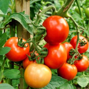 Tomat fr�. Moneymaker. Solanum lycopersicum.Ca. 10 Fr�