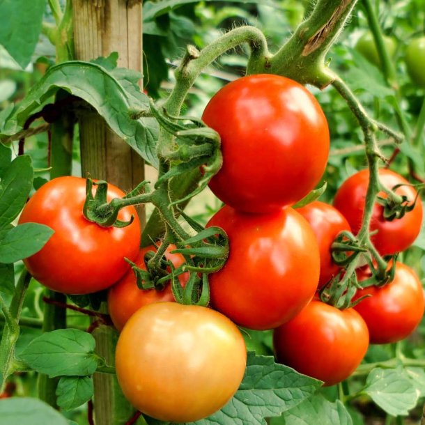 Tomat fr�. Moneymaker. Solanum lycopersicum.Ca. 10 Fr�