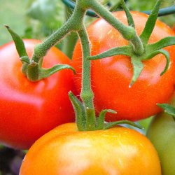 Tomat fr�. Moneymaker. Solanum lycopersicum.Ca. 10 Fr�