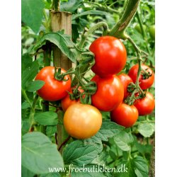 Tomat. Moneymaker. Solanum lycopersicum. Fr