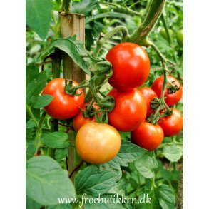 Tomat. Moneymaker. Solanum lycopersicum. Fr
