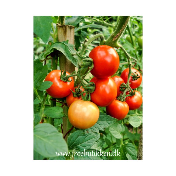 Tomat. Moneymaker. Solanum lycopersicum. Fr
