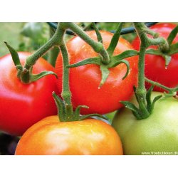 Tomat. Moneymaker. Solanum lycopersicum. Fr